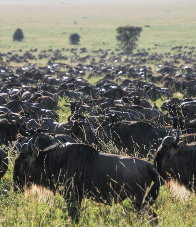 dawn-w-ZFPUm2G9T1w-unsplash