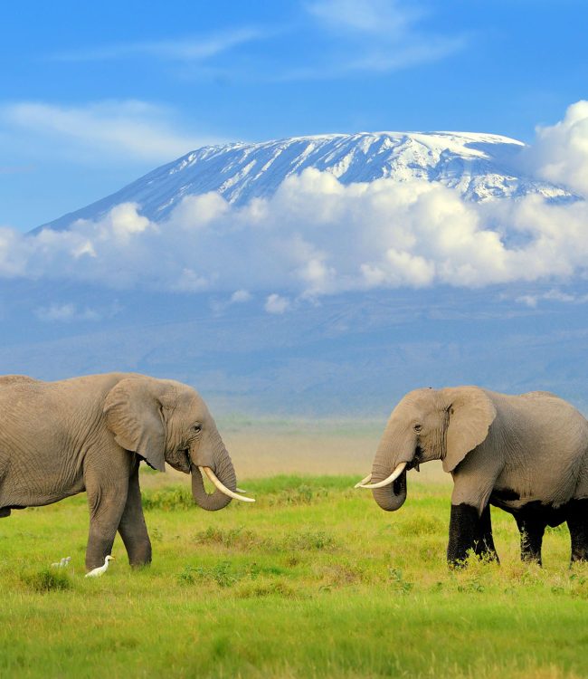 elephant-amboseli-kilimanjaro